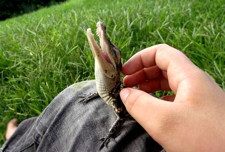 Will micro-crocodiles be our next pets? Image of a baby crocodile taken from Pinterest - user Jessica Curzon