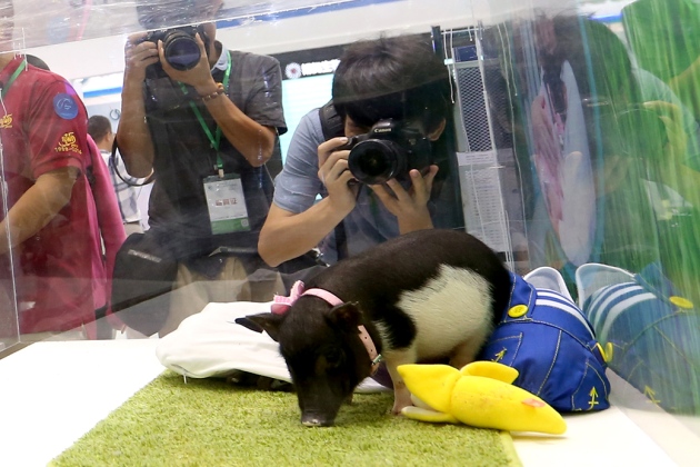 Micro-pigs caused an uproar in the Biomedical Summit in China. Image originally from Agricultural Biodiversity Weblog