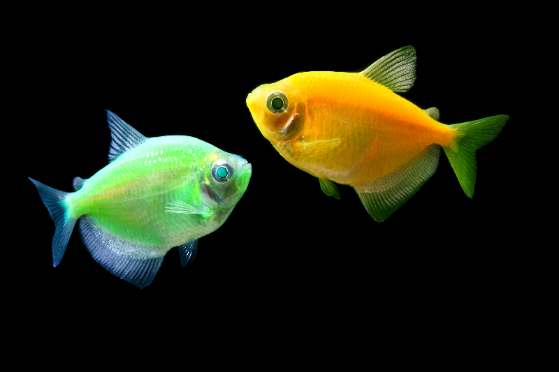 GloFish as our "glow in the dark" pets. Image originally from the GloFish site