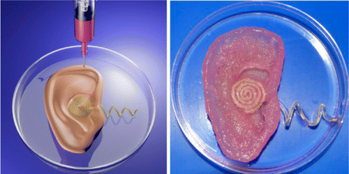 Mannoor, McAlpine and team's 3D-printed bionic ear, with enhanced radio reception capabilities. Originally from paper "3D Printed Bionic Ears"