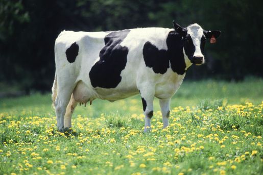 cow_female_black_white